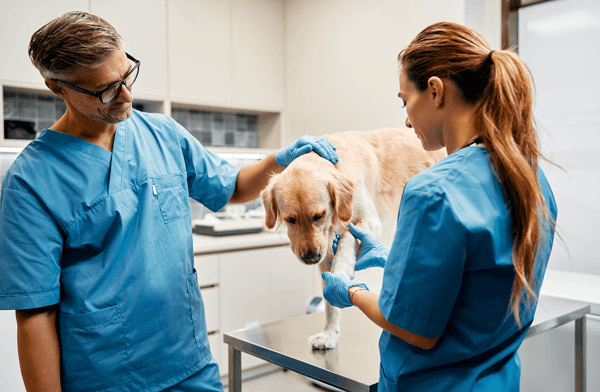 two veterinarians checking up on a dog's paw